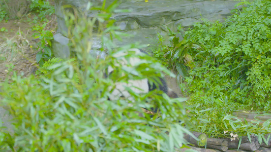 动物园室外呆萌害羞的大熊猫躲在树后吃竹笋远景4K实拍视频