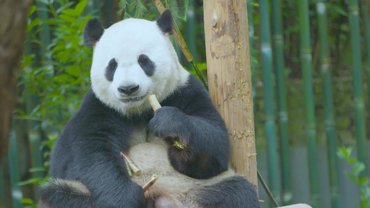 动物园室外呆萌大熊猫在树上吧唧吧唧吃着竹笋大餐 全景4K实拍视频