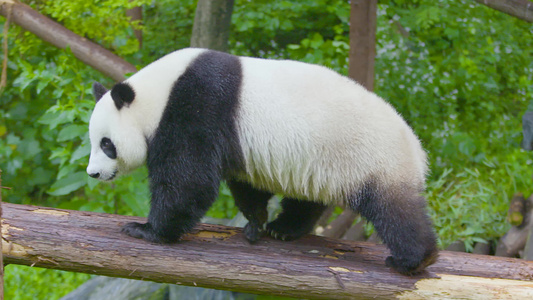 动物园室外呆萌大熊猫在树上悠闲的散步全景4K升格实拍视频