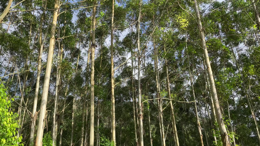 树林 阳光森林视频