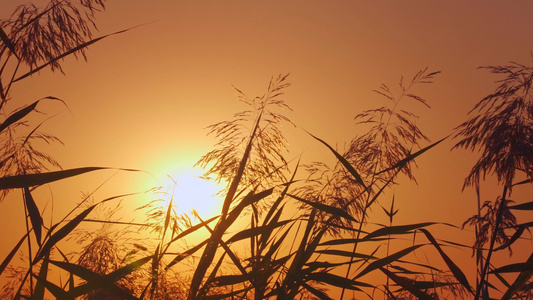 夕阳下随风飘动的芦苇花唯美空镜视频