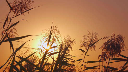 夕阳下随风飘动的芦苇花唯美空镜视频