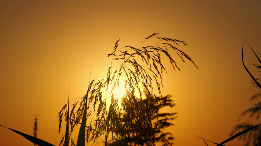 夕阳下随风飘动的芦苇花唯美空镜视频