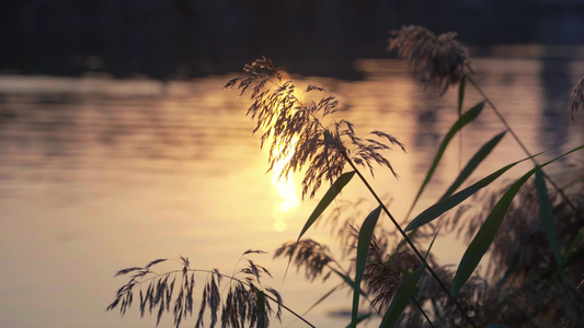 夕阳下随风飘动的芦苇花唯美空镜视频