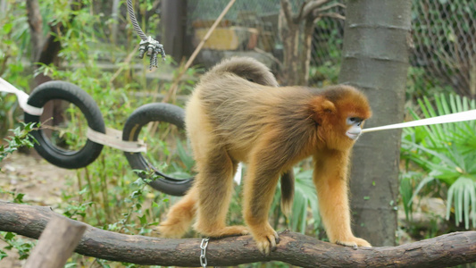 动物园室外俊俏金丝猴户外攀爬全景4K实拍视频