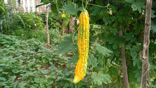 菜园种植的成熟苦瓜蔬菜美食4K实拍视频视频