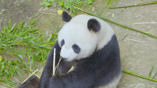 动物园室外可爱大熊猫展示独特技能嘴巴扒竹子皮吃竹子近景4K实拍视频