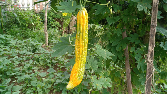 菜园种植的成熟苦瓜蔬菜美食4K实拍视频视频