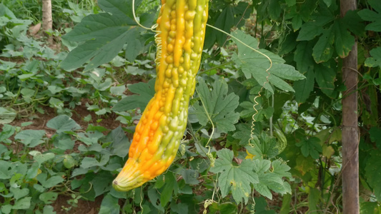 菜园种植的成熟苦瓜蔬菜美食4K实拍视频视频