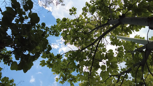 蓝天白云阳光树枝树叶夏日风景实拍视频