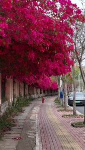 高清竖屏航拍广西南宁园湖无忧花风光视频