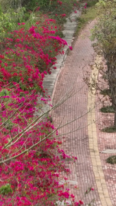 高清竖屏航拍广西南宁园湖无忧花风景视频