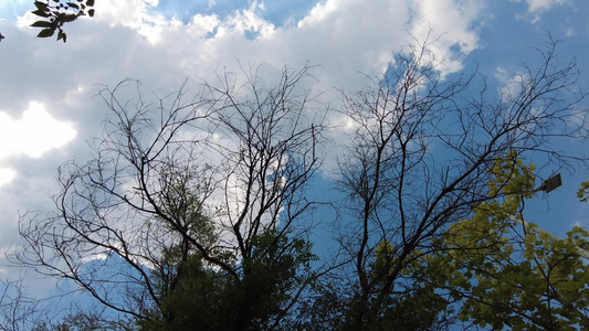 蓝天白云阳光树枝树叶夏日风景实拍视频