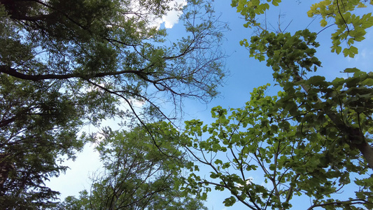 蓝天白云阳光树枝树叶夏日风景实拍视频