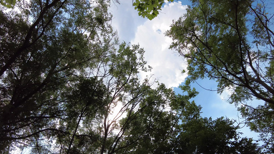 蓝天白云阳光树枝树叶夏日风景实拍视频