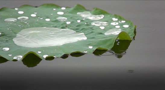 雨中视频