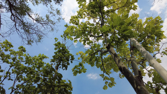 蓝天白云阳光树枝树叶夏日风景实拍视频