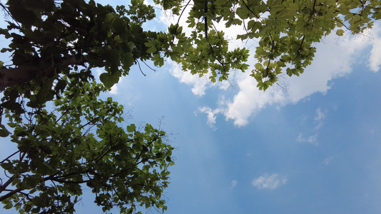 蓝天白云阳光树枝树叶夏日风景实拍视频