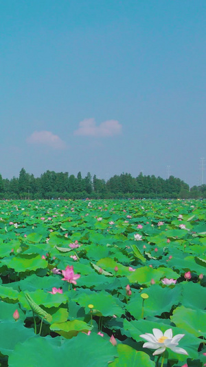 夏日航拍荷叶浮萍30秒视频