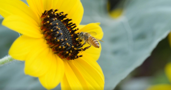 向日葵上的蜜蜂特写[大波斯菊]视频