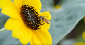 向日葵上的蜜蜂特写30秒视频