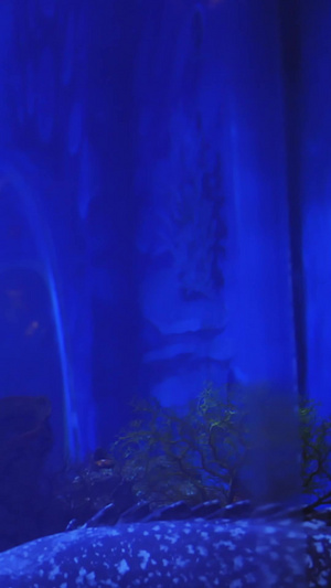 海洋馆潜水工作人员给大石斑鱼喂食克莱因蓝15秒视频