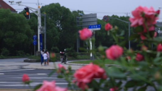 花坛里盛开的月季花视频