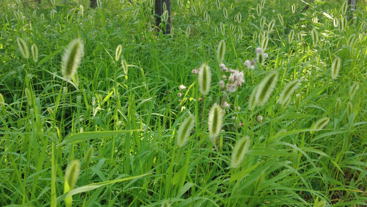 植物鲜花野草花朵实拍视频