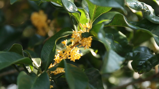 风中摇曳的桂花视频