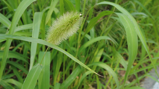 植物鲜花野草花朵实拍视频