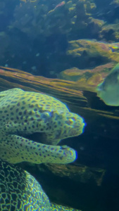 实拍海洋隐形霸主的鳗鱼视频