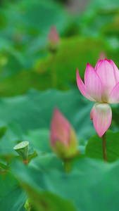 夏日荷塘荷花视频素材雨后荷塘视频