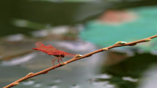 4K夏日荷塘伫立在枝头的蜻蜓视频素材视频