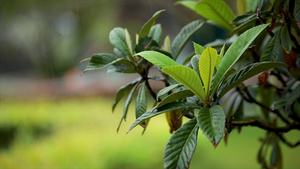 雨中植物高速摄影71秒视频