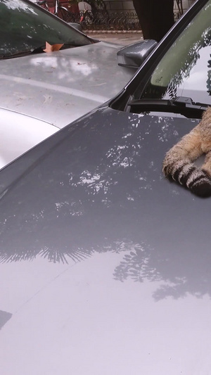 趴在汽车引擎盖上的宠物猫咪爱心素材小动物73秒视频