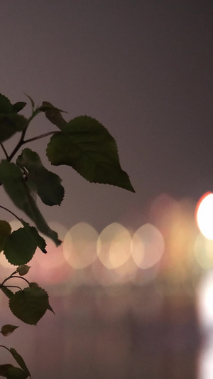 江边大坝上生长的一株植物空镜15秒视频