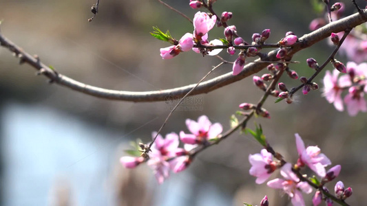 春季桃花盛开视频