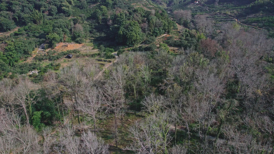 【原创】杨家溪 榕枫公园 榕树 枫树视频