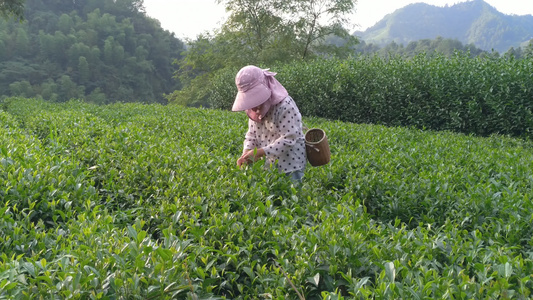 茶农在美丽茶园采摘茶叶4K实拍视频视频