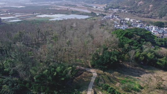 【原创】杨家溪 榕枫公园 榕树 枫树视频