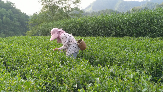 茶农在美丽茶园采摘茶叶4K实拍视频[茶工]视频