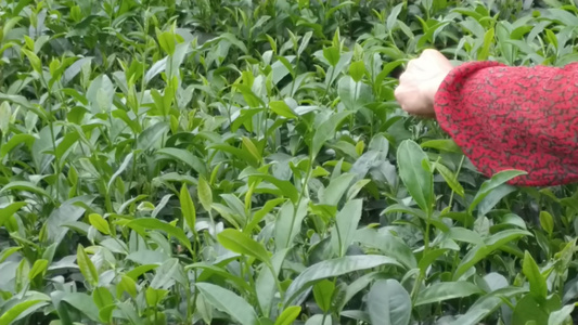 茶农在美丽茶园采摘茶叶4K实拍视频视频