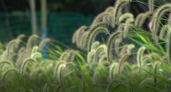 植物毛毛虫[木本植物]视频