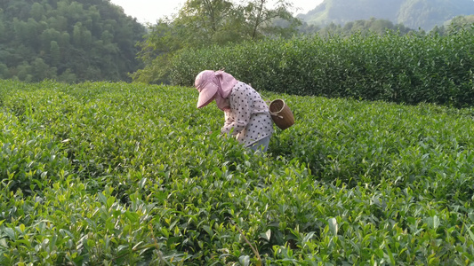 茶农在美丽茶园采摘茶叶4K实拍视频视频