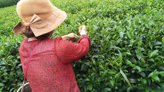 茶农在美丽茶园采摘茶叶4K实拍视频视频