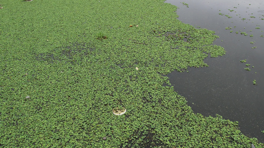 水面上的浮莲航拍视频