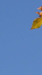 秋季风光蓝天下色彩斑斓的树叶视频合集自然风光视频