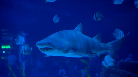 4k海洋生物鲨鱼和热带比目鱼视频