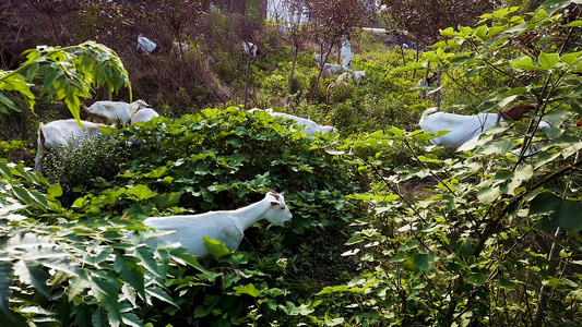 散养山羊视频