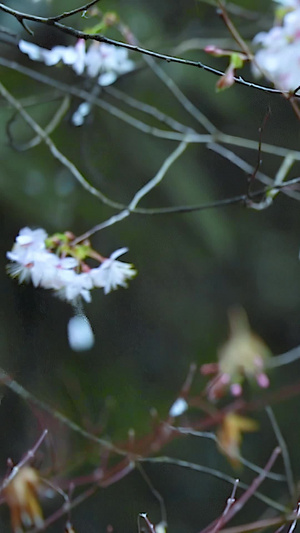 多角度慢动作升格拍摄春雨雨滴下的樱花花朵素材合集25秒视频